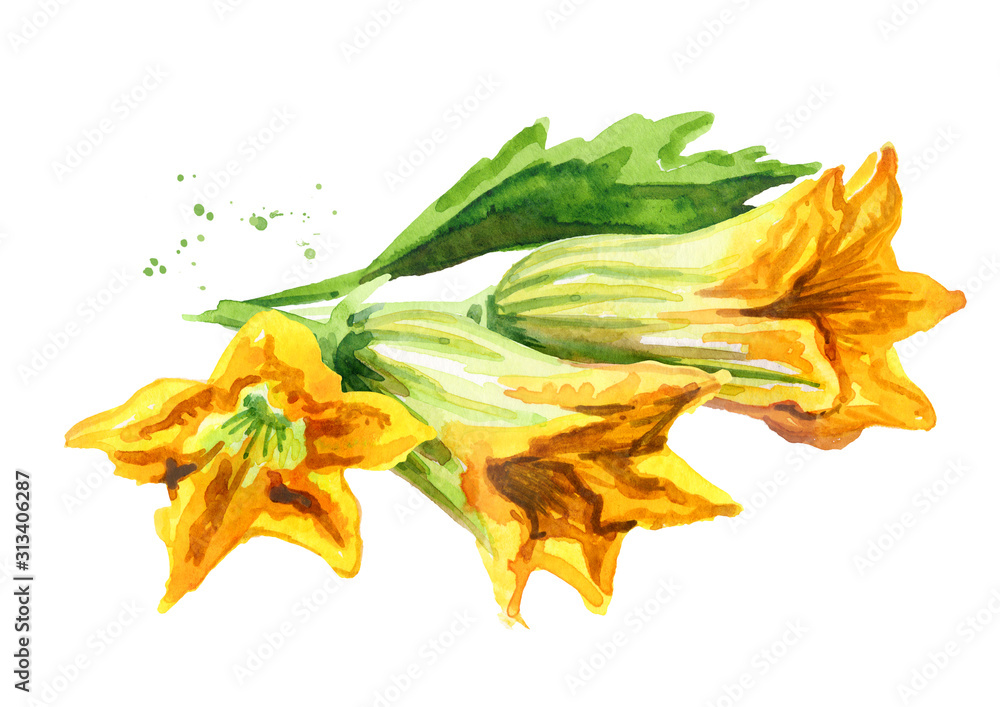 Fototapeta premium Zucchini flowers. Hand drawn watercolor illustration, isolated on white background