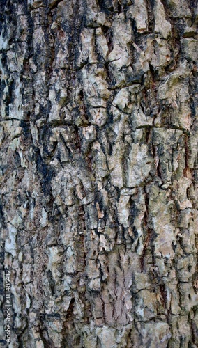 Fototapeta Naklejka Na Ścianę i Meble -  Tree bark texture on old tree.