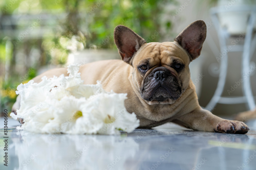 French bulldog lying on floor with white bouquet flower.