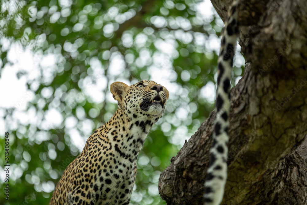 A young male leopard and his mother in a tree and playing around A young male leopard and his mother in a tree and playing around