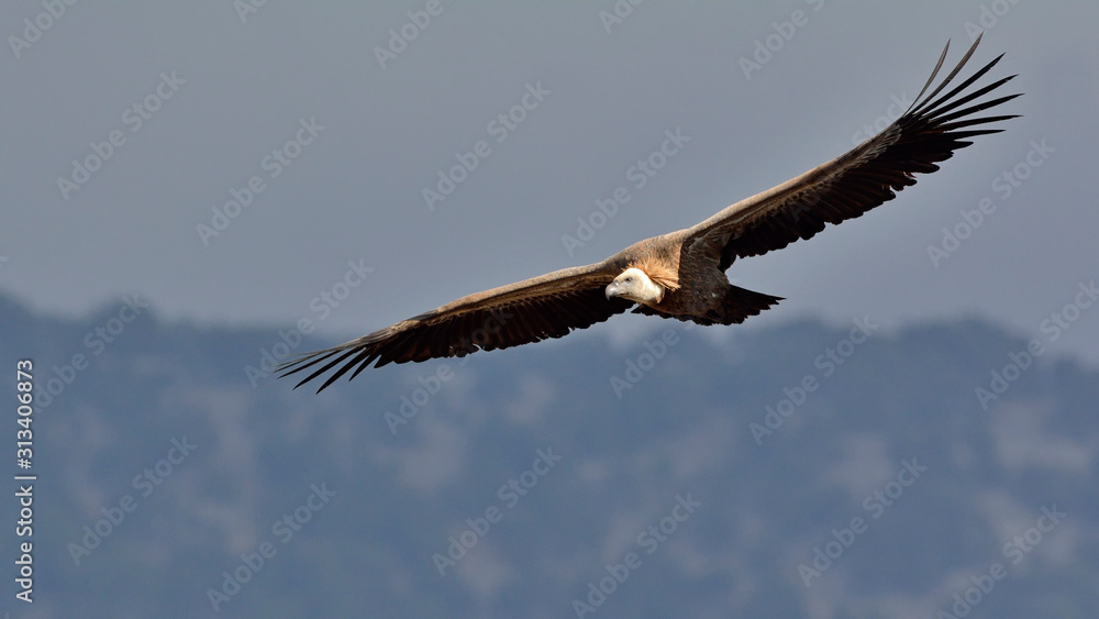 Fototapeta premium Griffon Vulture - Gyps fulvus, Crete