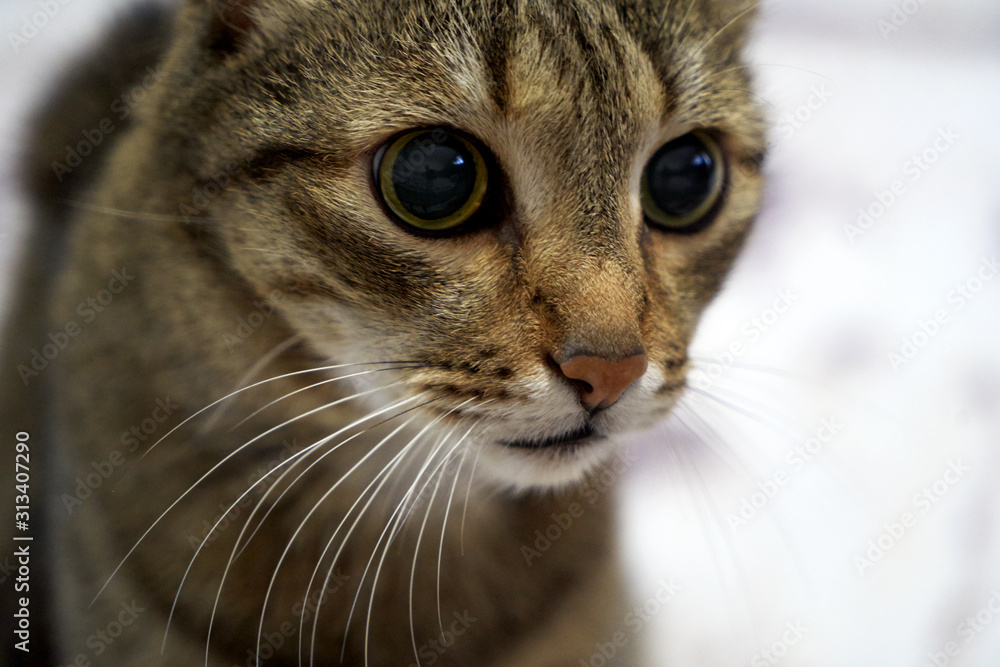 Striped gray cat looking at camera, close-up, indoors Striped gray cat looking at camera, close-up, indoors