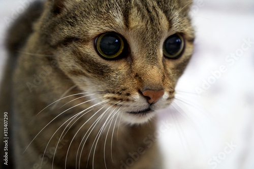 Striped gray cat looking at camera, close-up, indoors