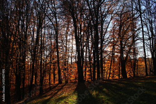 Wald © Florian