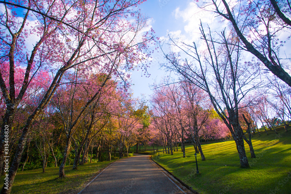 Cherry blossom garden at khun wang national park Chiang Mai in northern Thailand