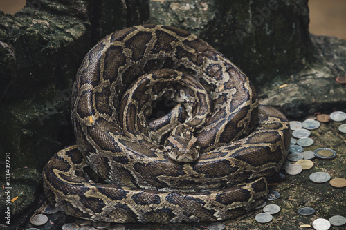 Close up of burmese python snake is very large and curl up photo