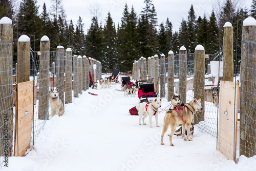 Canvas Print Horizontal portrait of husky and malamute cross-breed sled dogs waiting in snow