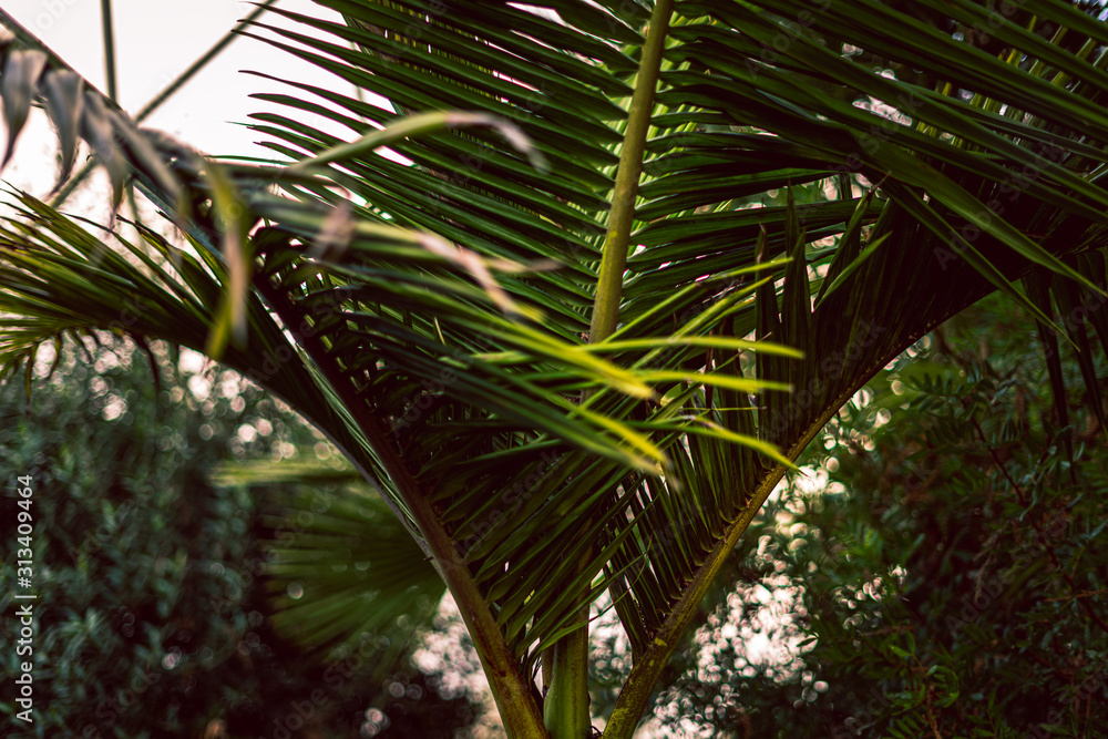 Fototapeta premium Palm tree close up of strong green leaves with bright green colors