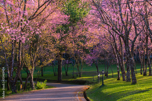 Cherry blossom garden at khun wang national park Chiang Mai in northern Thailand photo