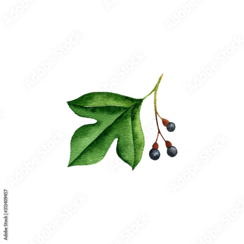 watercolor drawing branch of sassafras tree