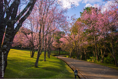 Bild auf Leinwand Cherry blossom garden at khun wang national park Chiang Mai in northern Thailand