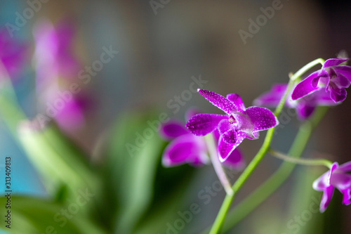 Dendrobium orchid. Flowering plant. Purple orchid beauty natural beauty.