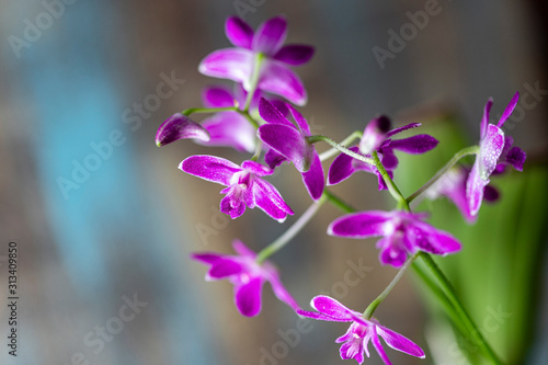 Dendrobium orchid. Flowering plant. Purple orchid beauty natural beauty. © Gulsina