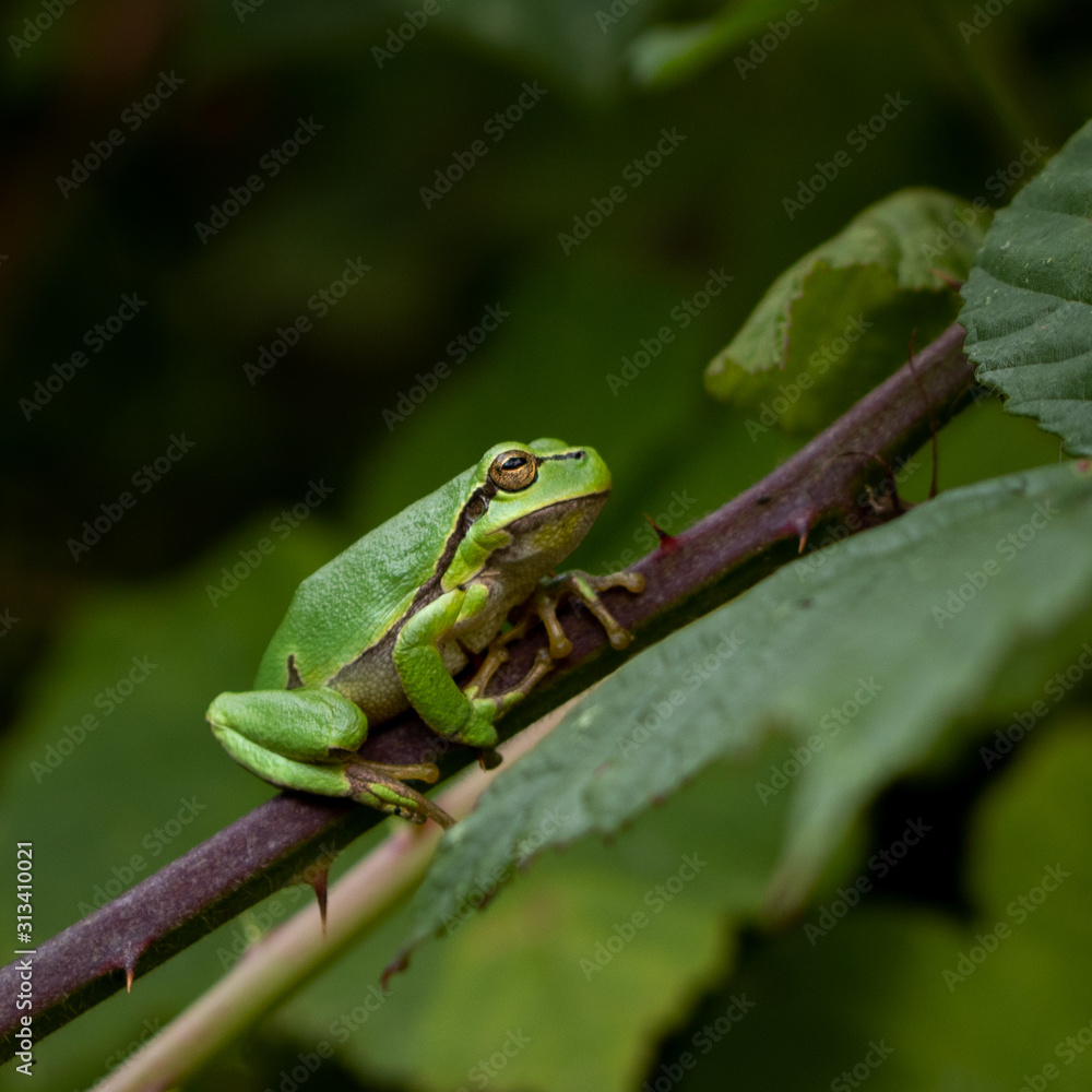Tree frog sits on  blackberry bush