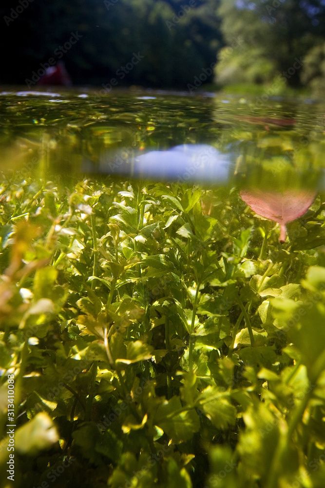 Naklejka premium Underwater view of the Slunjcica River source in Croatia