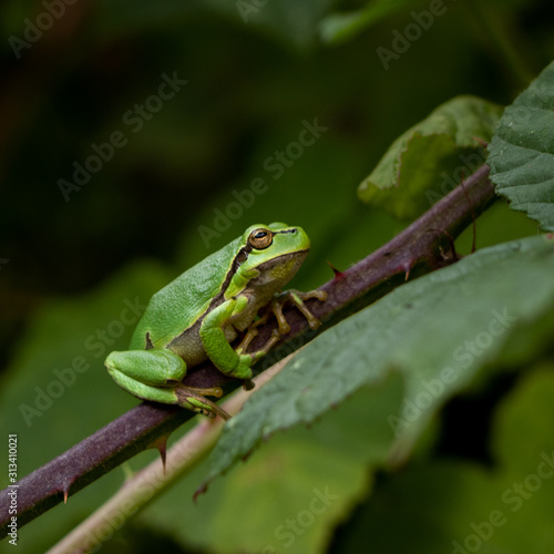 Tree frog sits on blackberry bush