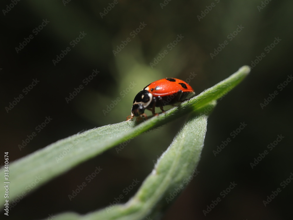 beautiful Lady Bug on a green plant beautiful Lady Bug on a green plant