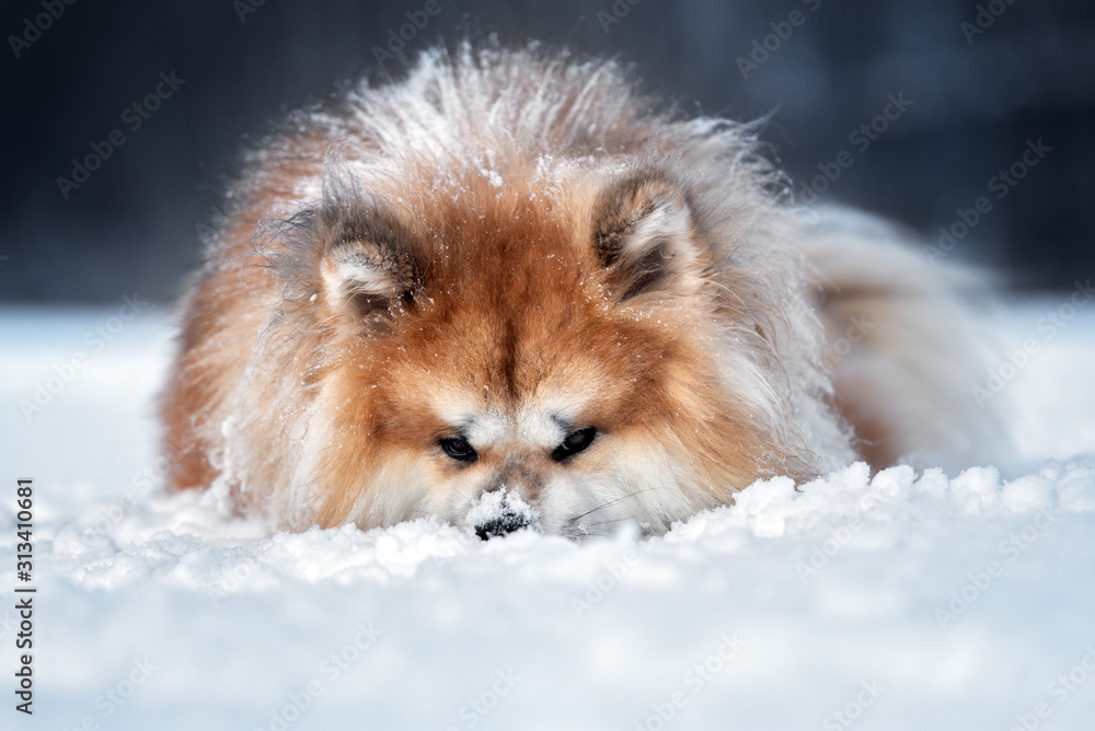 funny akita inu dog portrait close up, lying down in the snow outdoors