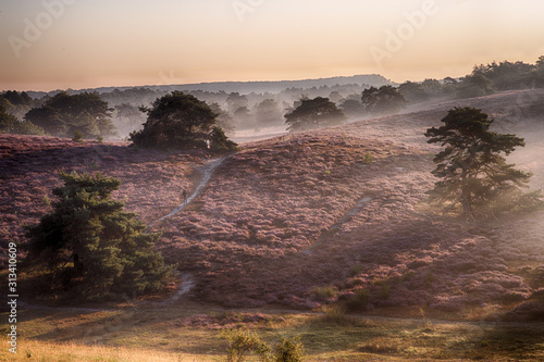 Obraz na plátně sunset at heather of Brunssummerheide, Brunssum, Netherlands
