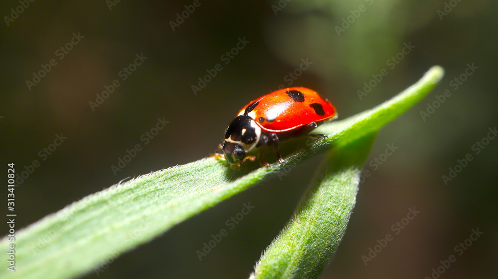 beautiful Lady Bug on a green plant beautiful Lady Bug on a green plant