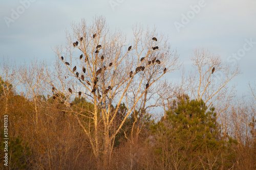 BIRDS IN TREE