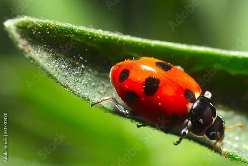 beautiful Lady Bug on a green plant