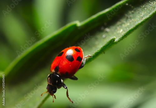 beautiful Lady Bug on a green plant