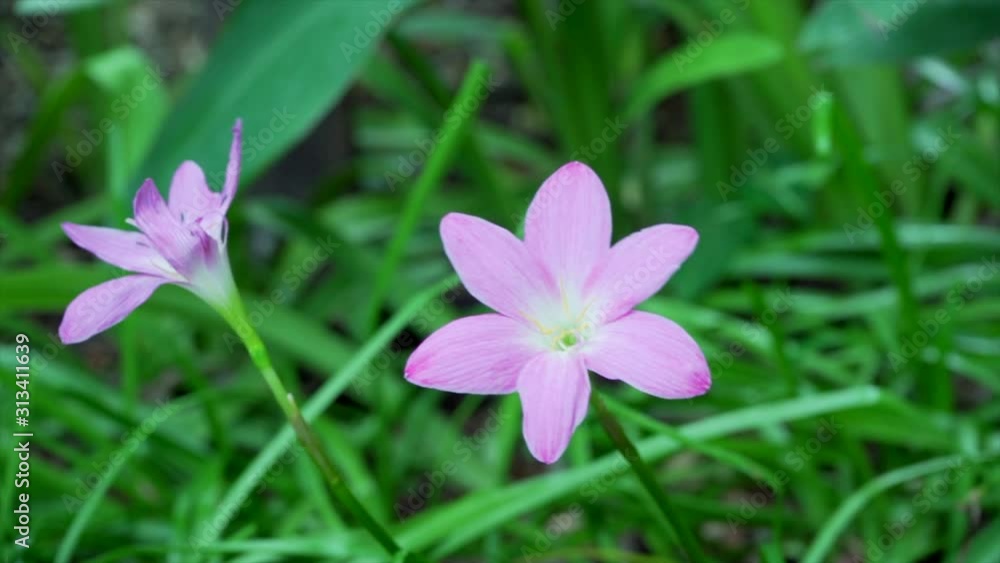 Pink zephyranthes carinata on a nature background. 4K slow motion. Pink zephyranthes carinata on a nature background. 4K slow motion.