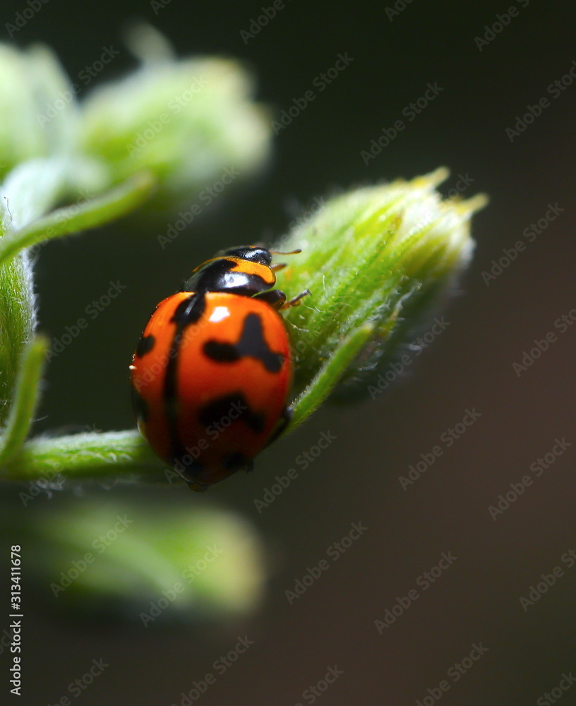beautiful Lady Bug on a green plant beautiful Lady Bug on a green plant