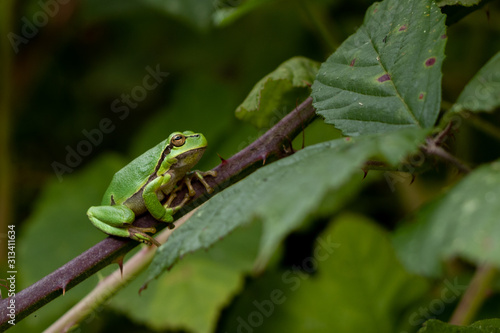 little green tree frog