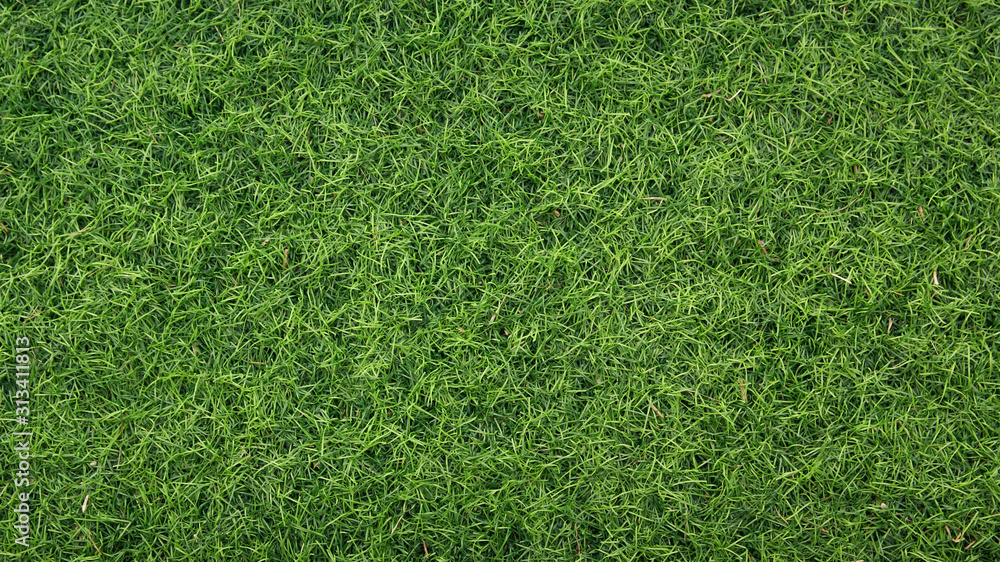 Fototapeta premium Green grass texture for background