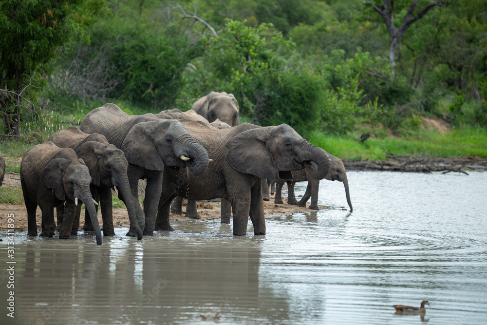 Elephant herd drinking water at a local watering hole on an overcast morning Elephant herd drinking water at a local watering hole on an overcast morning