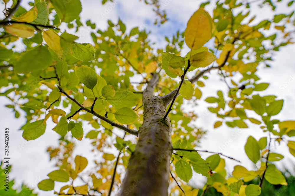 Fototapeta premium Tree Branches Growing with Green and Yellow Autumn Leaves