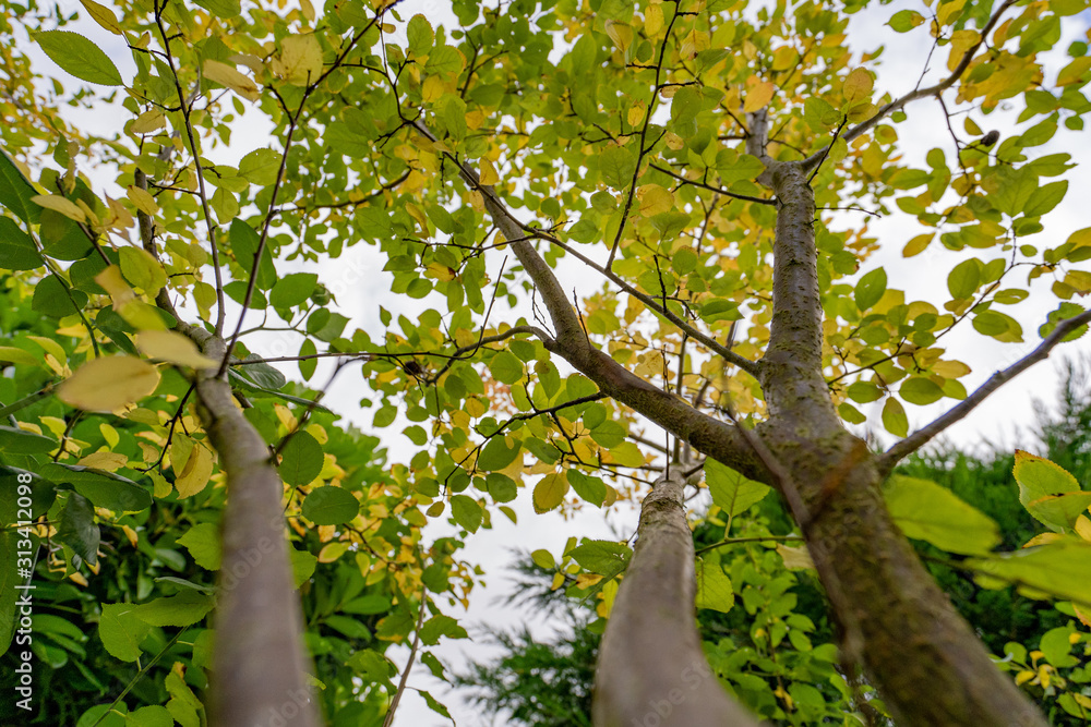 Fototapeta premium Tree Branches Growing with Green and Yellow Autumn Leaves