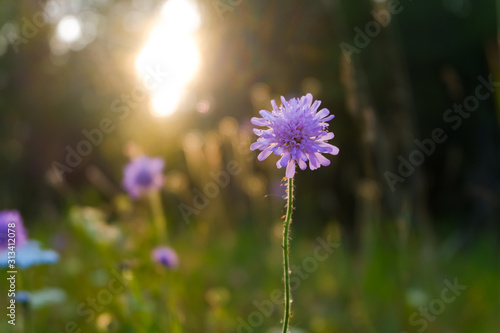 Field scabious purple flowers against the sunlight and forest