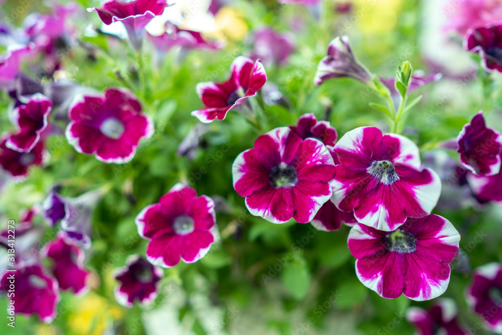 Obraz premium Spring background, blossom pansies flower in garden.