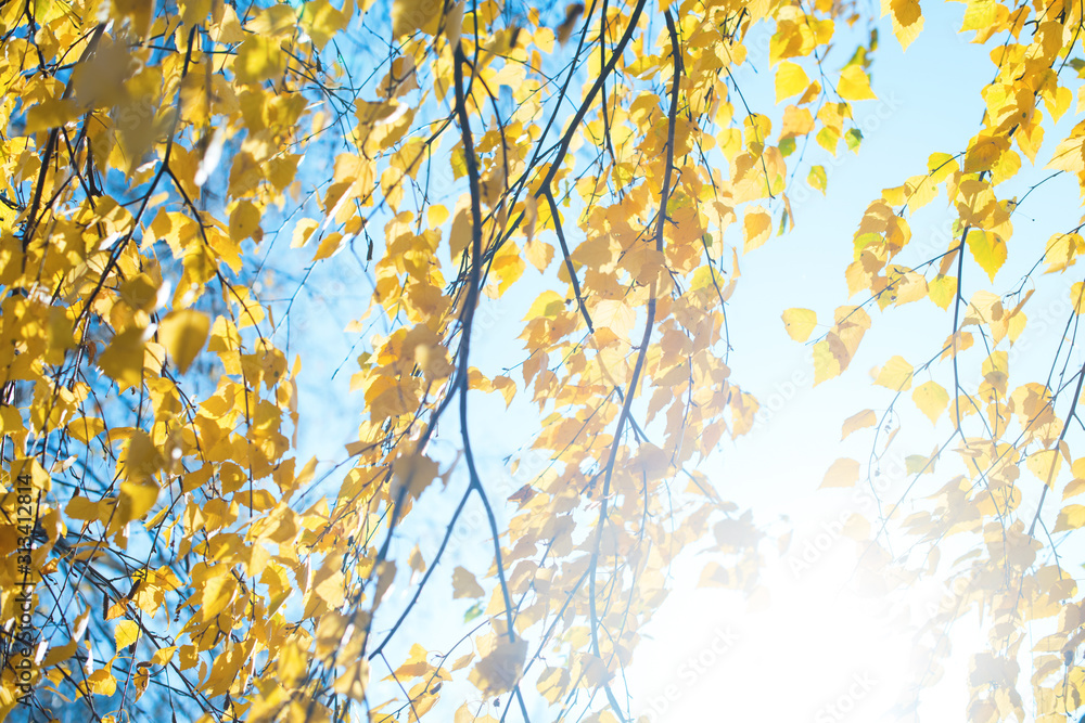 Beautiful scene with birch yellow autumn leaves Beautiful scene with birch yellow autumn leaves