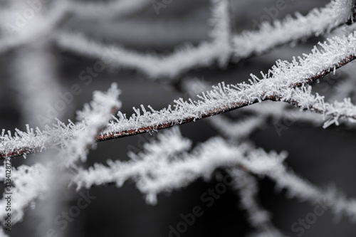 Tree branches covered in frost © Ioana