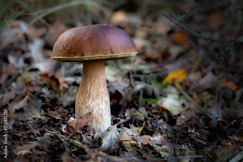 porcini mushroom - boletus edulis