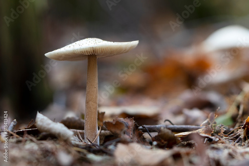 mushroom in the forest