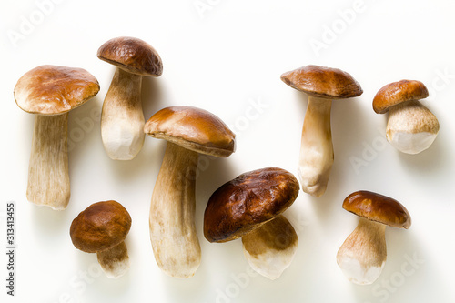 white beautiful big porcini mushrooms on a white background