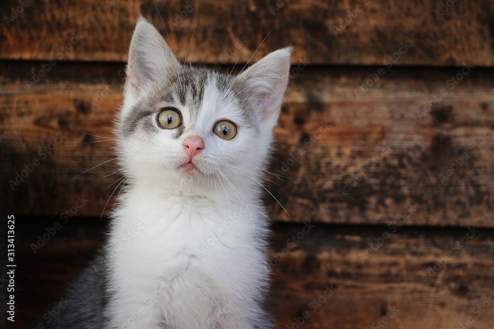 funny small gray and white kitten head portrait in front of a wooden wall funny small gray and white kitten head portrait in front of a wooden wall