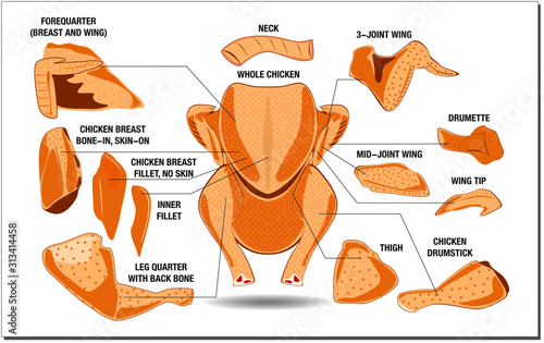 chicken butcher diagram or part of hen butcher concept. easy to modify