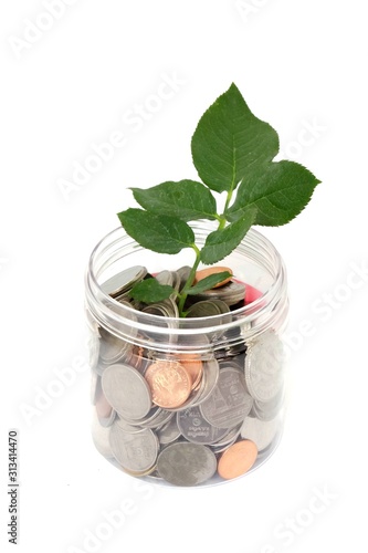 Plant growing from coins in the glass jar on a white background.