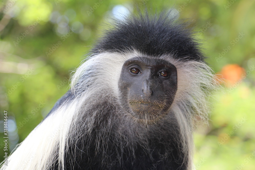 Obraz premium Le regard qui bouleverse
