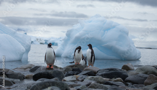 Three penguins hanging out in front of a bay full of icebergs photo