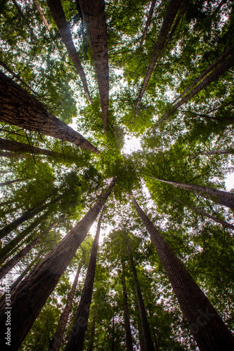 Arbre sequoia