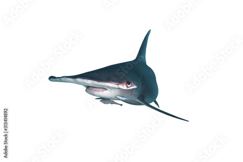 Great Hammerhead Shark Isolated on White Background