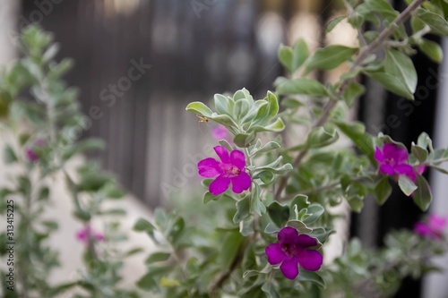 Valokuva Close up Texas Ranger, Purple Sage flowers in garden, green background