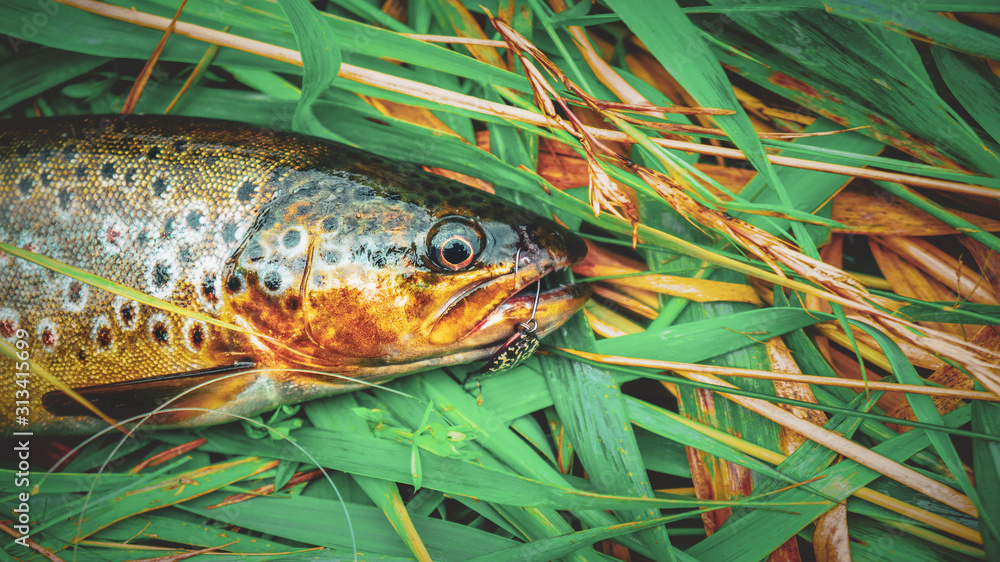 A beautiful brown trout is caught spinning. A beautiful brown trout is caught spinning.